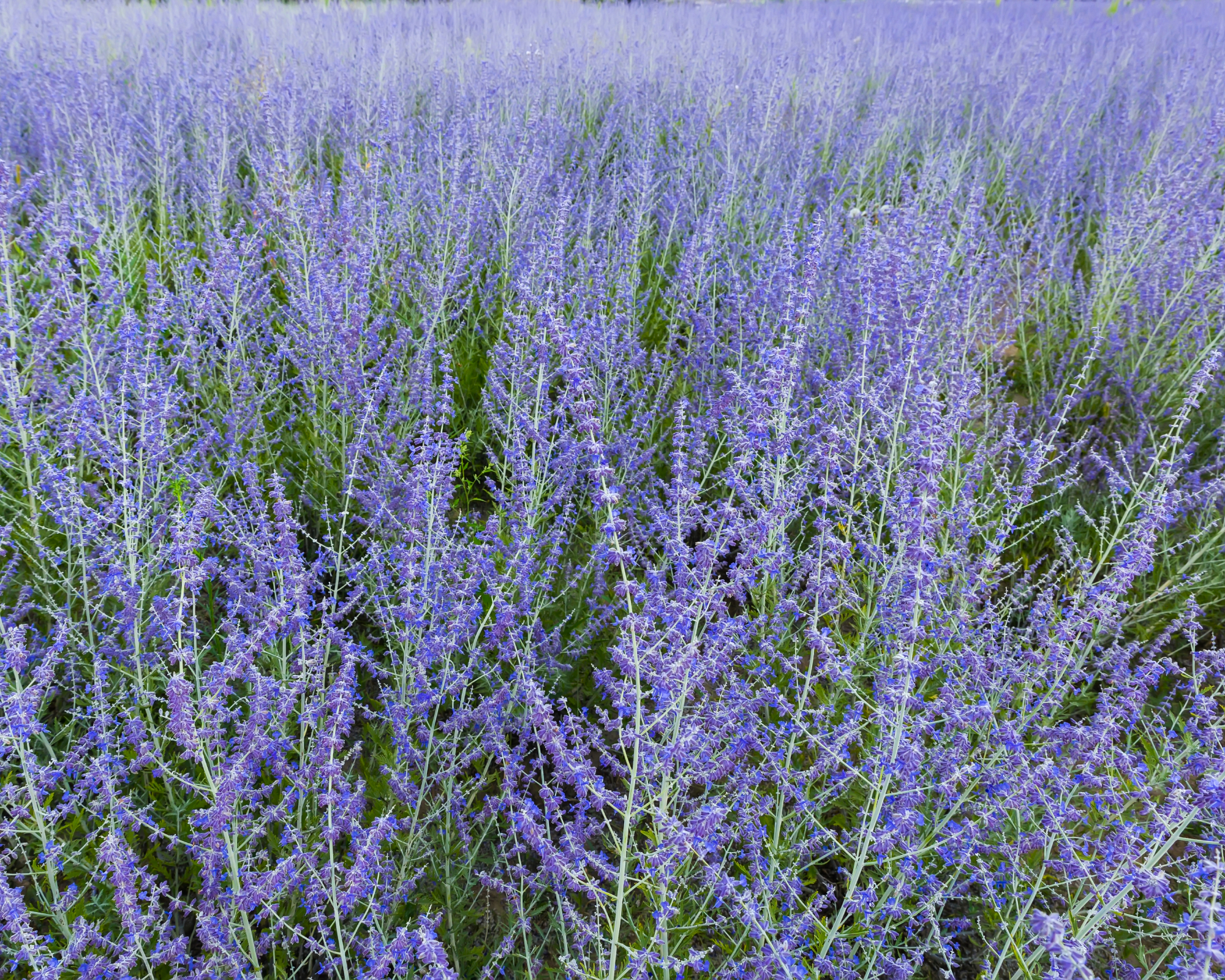 Bushes of the blooming Perovskia atriplicifolia, also known as salvia yangii with inflorescences of the purple-blue flowers on a field in sunny day