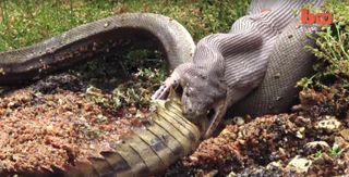 After a 5-hour battle, python completely devours a crocodile.
