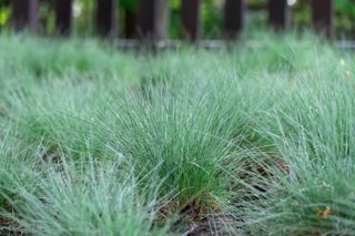 Seedlings of fescue meadow narrow leaved grasses. Herbaceous plant festuca pratensis poaceae family of spherical shape