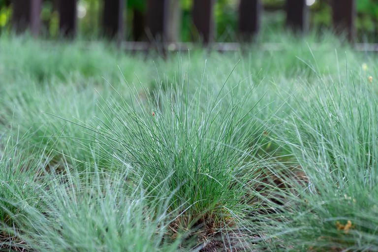 Native Plants Lawn — A Guide From a Sustainable Landscaper | Livingetc