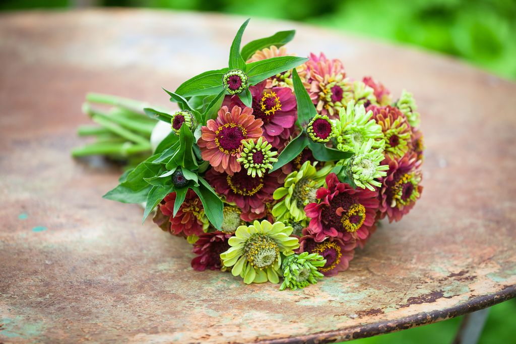 How to grow zinnias tips on planting, growing and caring for these