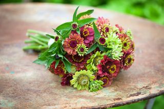 how to grow zinnias: contrasting cranberry and lime shades