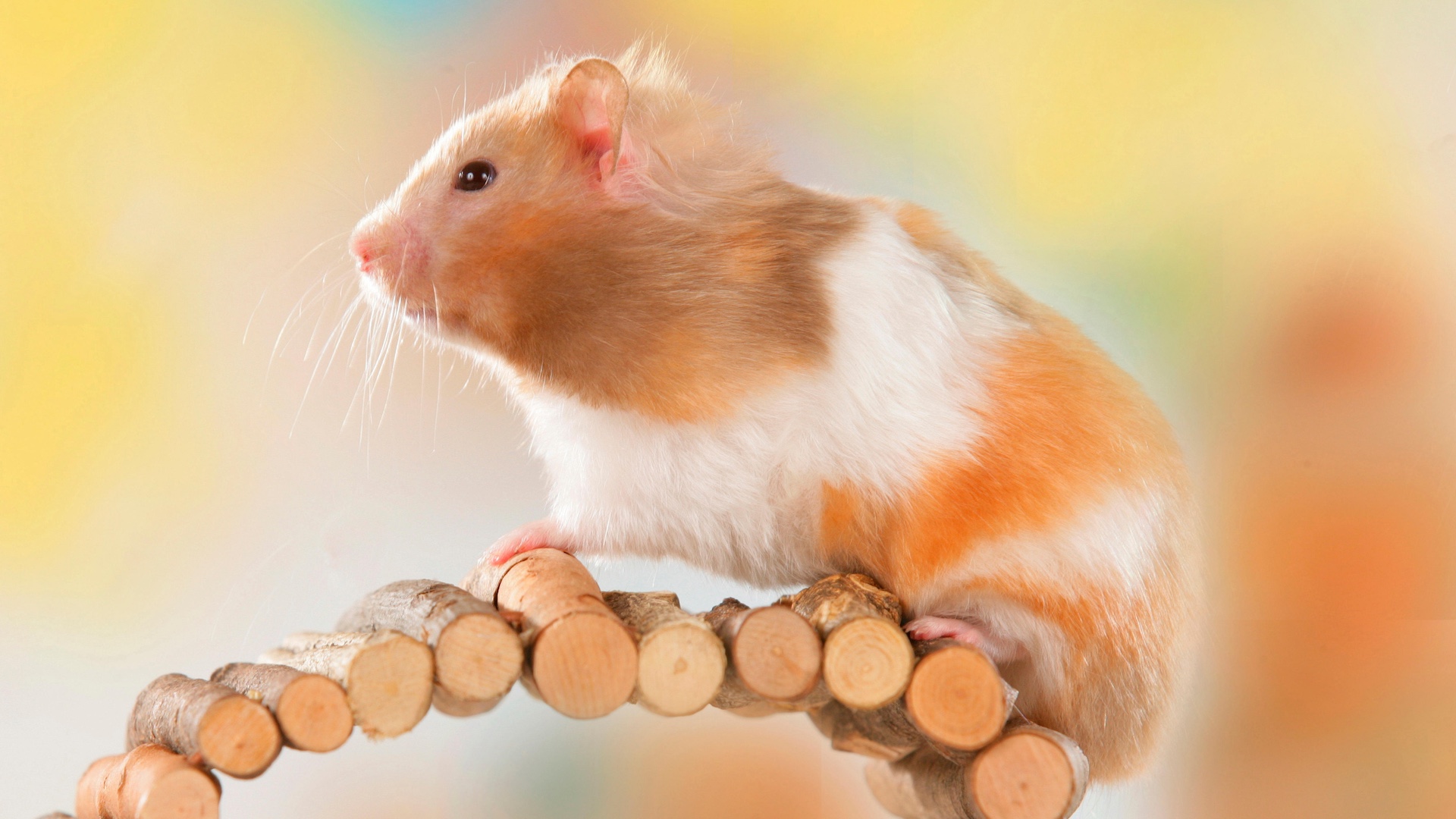 satin hamster on wooden bridge
