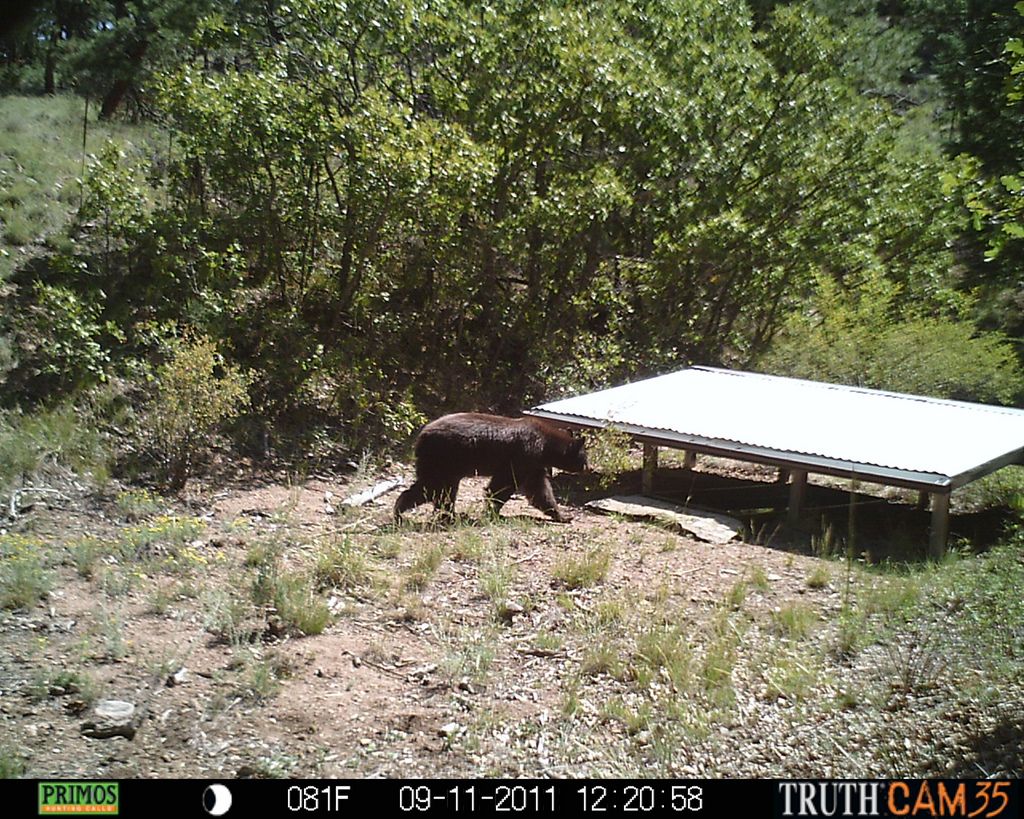 Black bear near water tank