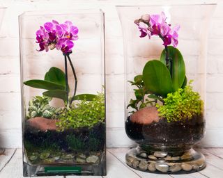Pink orchids in terrariums