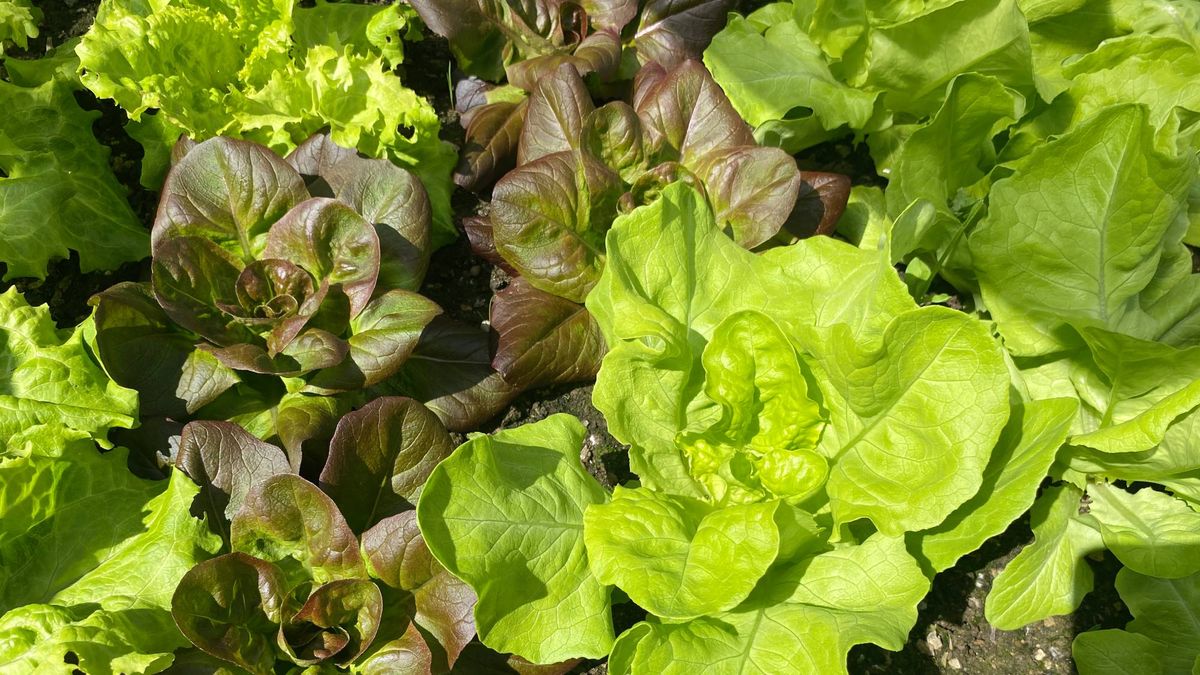 Grow Tasty Lettuce Even in the Heat of Summer – 6 Heat-Tolerant Varieties and Expert Tricks Will Keep Harvests Coming All Summer