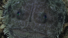 Close up image of a goosefishes round face, pointed lure, marble eyes and speckled skin