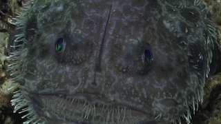 Close up image of a goosefishes round face, pointed lure, marble eyes and speckled skin