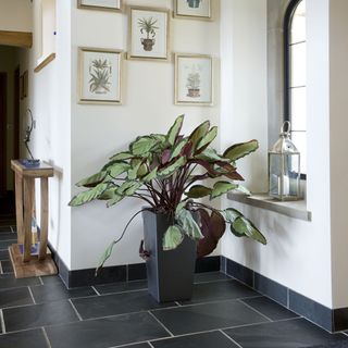 white walls black flooring potted plant and pictures on wall