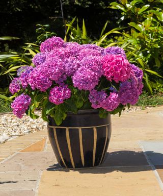 Large mop head deep pink hydrangea grown in a large pot container on a patio