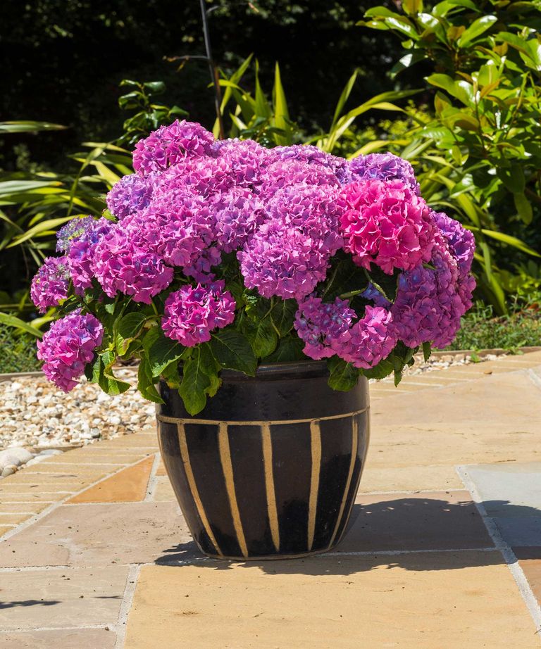 Caring For Hydrangeas In Pots: Container Growing Made Easy | Gardeningetc