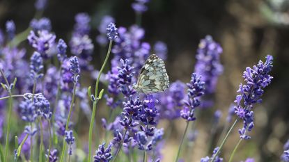 Tips for sustainable gardening: Butterly resting on lavender bush