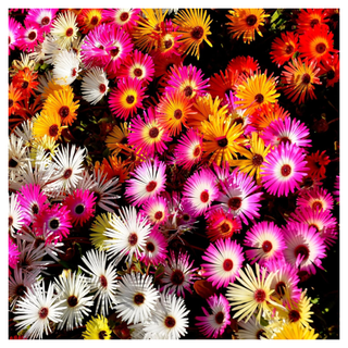 A bunch of colorful ice plant flowers