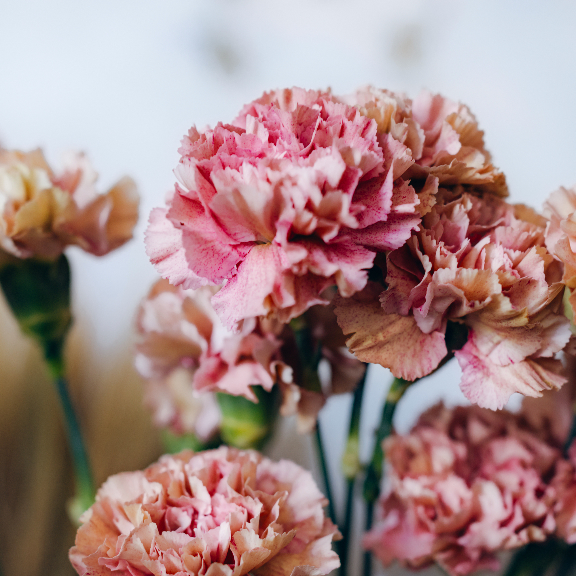 soft pink carnations by FreshSplash - GettyImages-2225050967