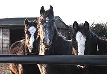 Aintrim-ponies.jpg