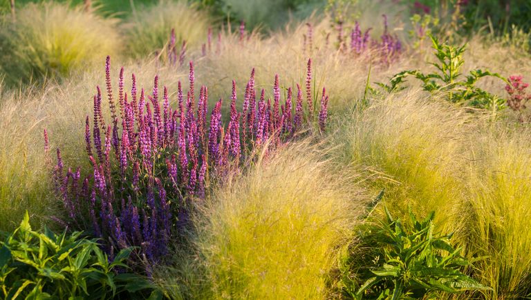 What to Plant for a Fauna-Friendly Outdoor Space — An Expert's Guide to