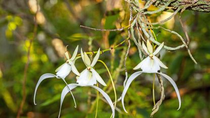 Ghost orchid flowers – or Dendrophylax lindenii – suspended from a tree via roots