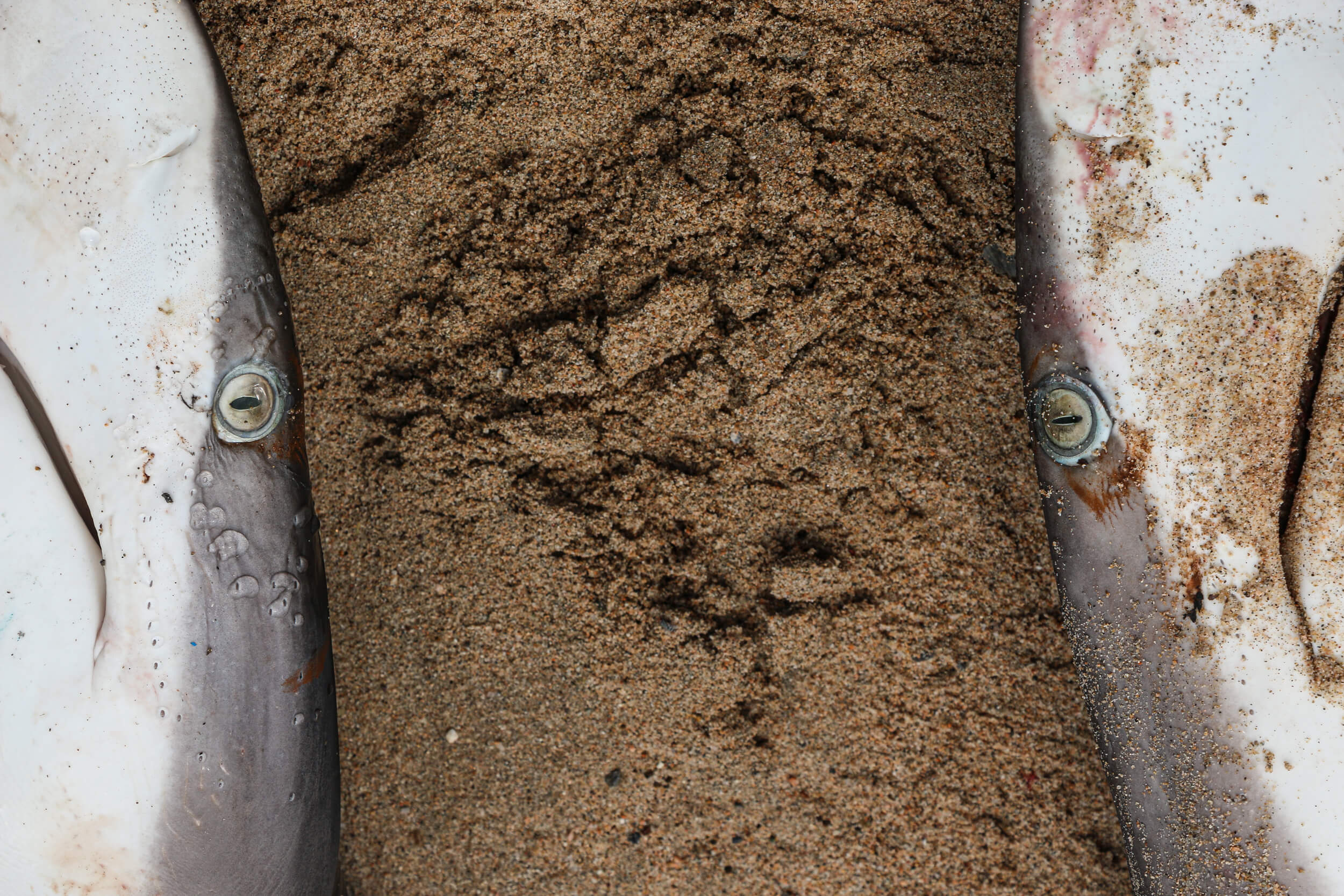 Two dead silky sharks lie side by side on beach.