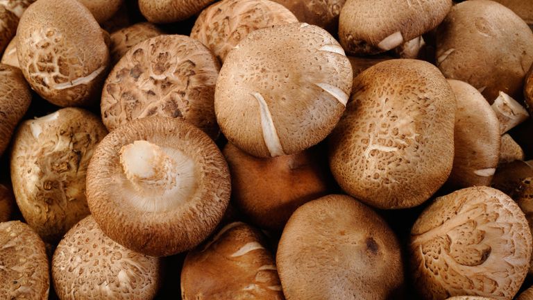 Shiitake mushrooms are a great option for the best vegetables to plant in November