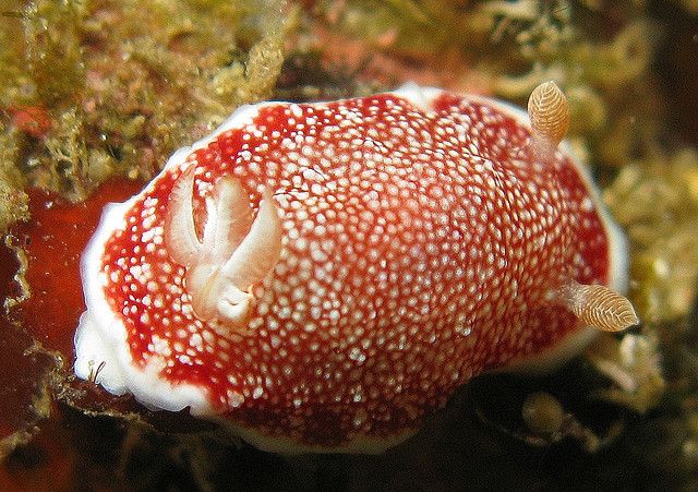 sea-slug