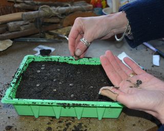 Sowing hollyhocks in a tray of compost
