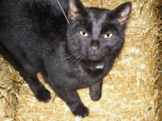 The cats were fitted with radio collars and tracked over two years. Some of the collars also had devices that continuously monitored the cats' every move. This un-owned cat was one of those tracked. Credit: Illinois Natural History Survey