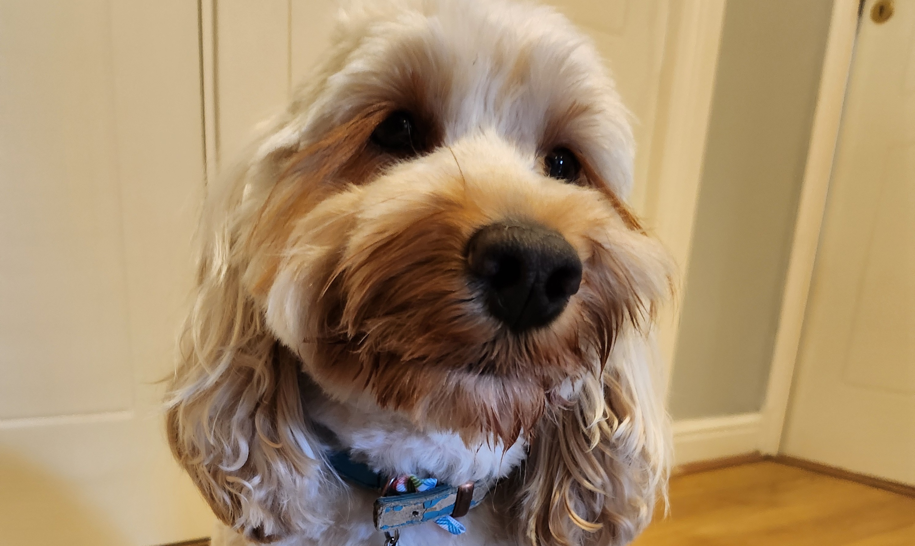 Cosmo the cockapoo