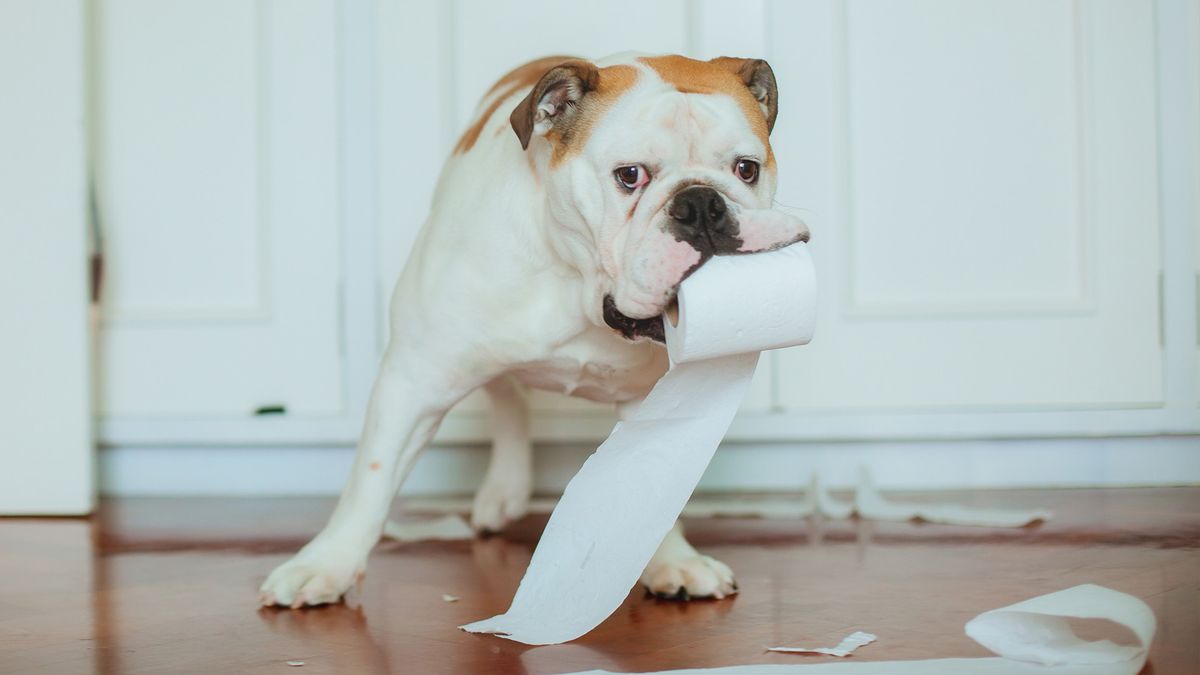 Bulldog with toilet roll in his mouth