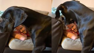 Nosy Great Dane trying to interrupt owners nap