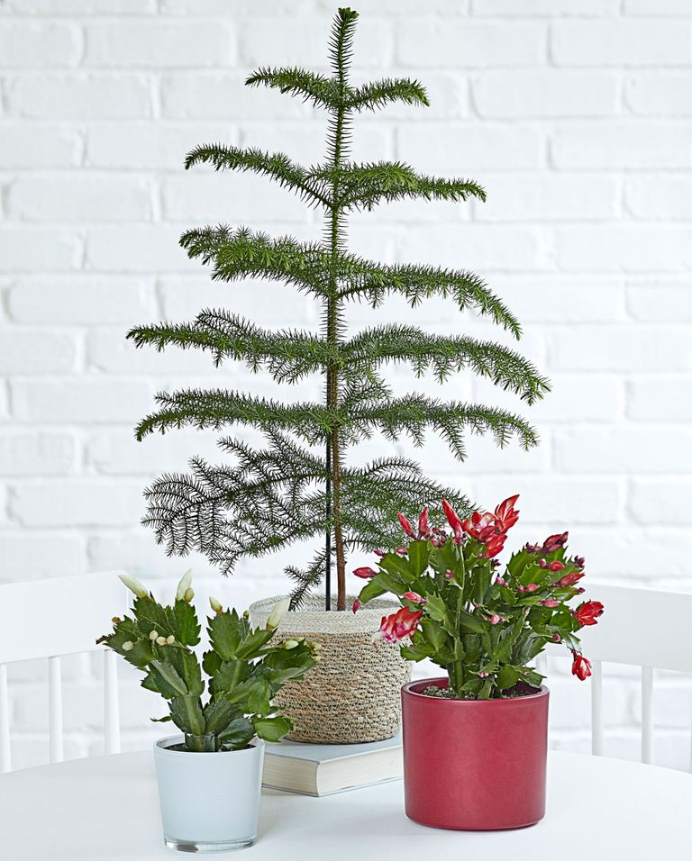 Dobbies' cactus Christmas tree prove shoppers are branching out this