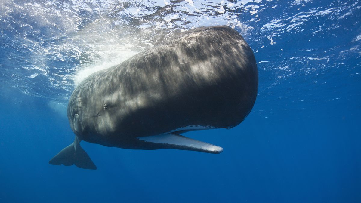 Sperm whales are among the loudest living animals on the planet, producing creaking, knocking and staccato clicking sounds to communicate with other w