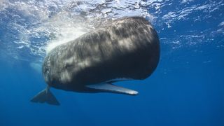 sperm whale in the ocean