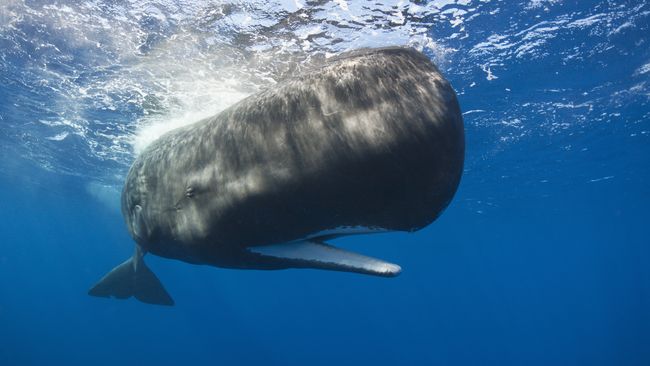 Will humans ever learn to speak whale? | Live Science