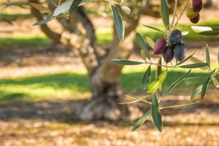 closeup of ripe Kalamata olives growing on olive tree with blurred background