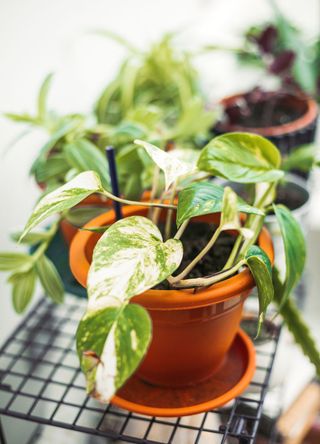 pothos plants