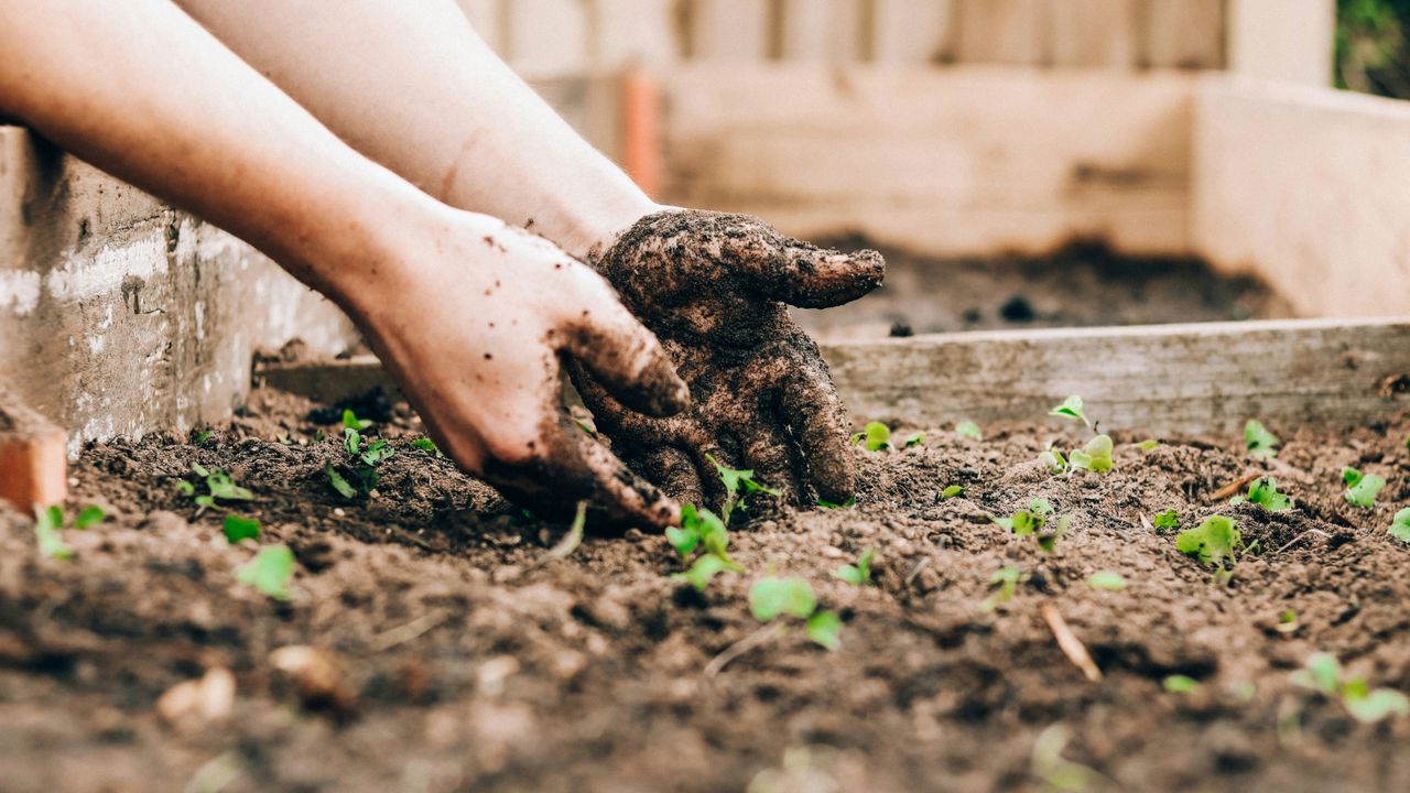 a pair of hands in a gardening box up close filled with newly sprouting leaves