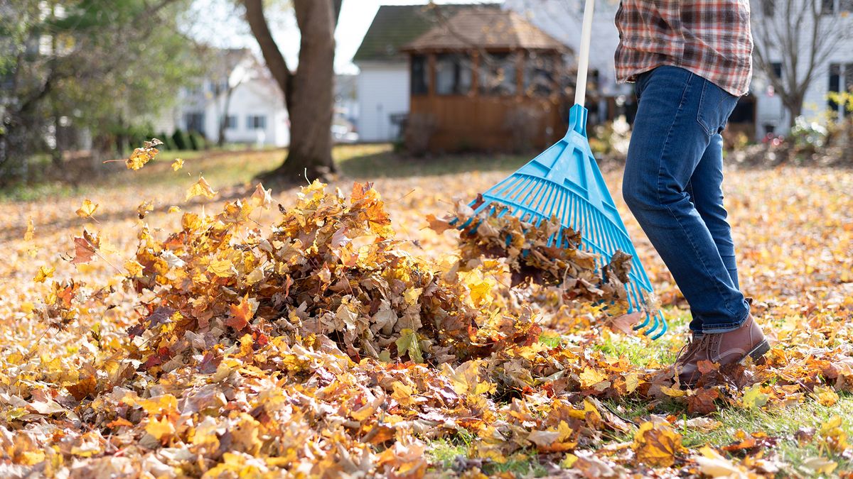 How to use leaf mulch for lawn fertilizer | Top Ten Reviews