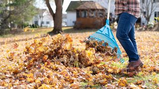 Person using a rake to rake fallen leaves in a yard in autumn.