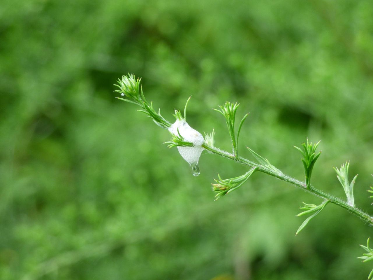 Spittlebugs On Green Plant