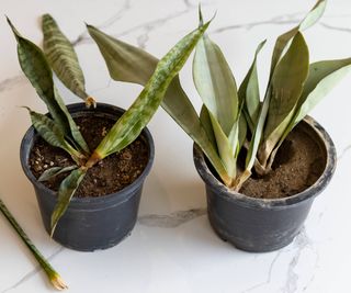 Two rotting snake plants in pots