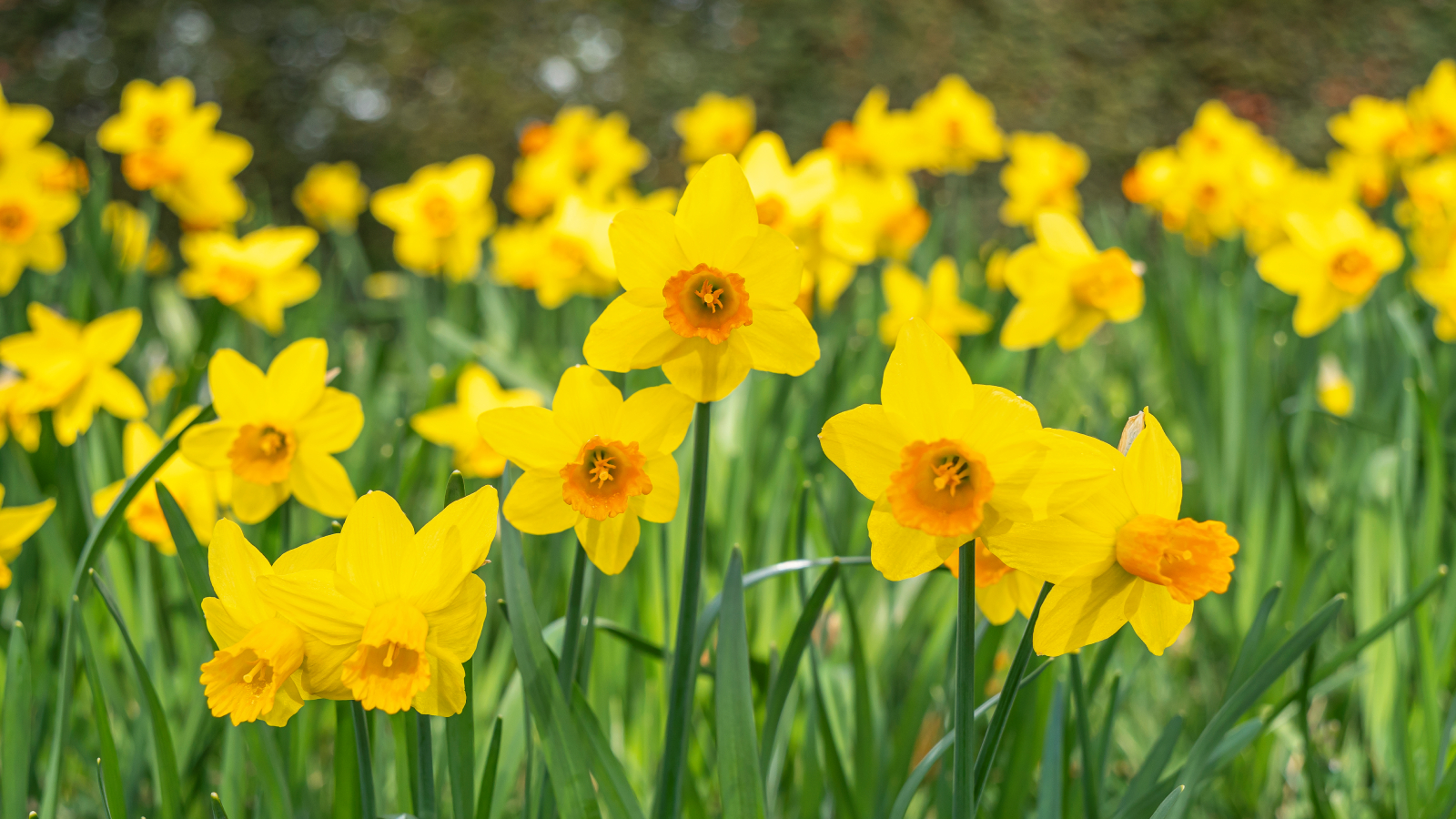 Blooming daffodil flowers