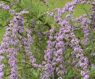 Buddleja alternifolia blooming in summer