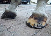 well-shod.jpg