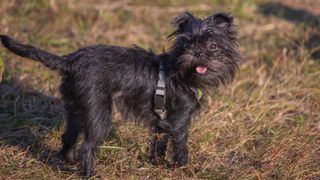 Affenpinscher