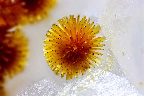 Cacoxenite mineral