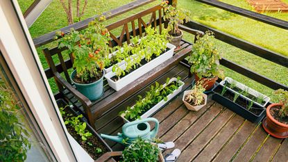 Various potted herbs and plants growing on home wood balcony in summer, small vegetable garden concept