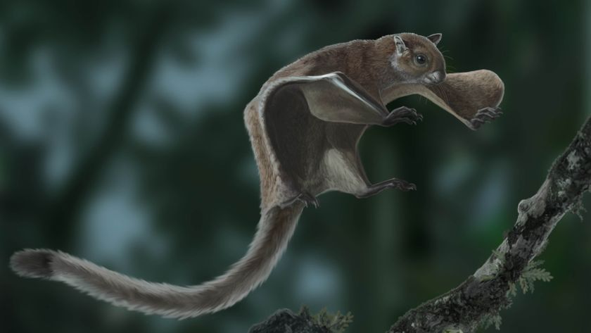 A reconstruction of an extinct Miopetaurista flying squirrel from Europe, similar to the squirrel found in the U.S.