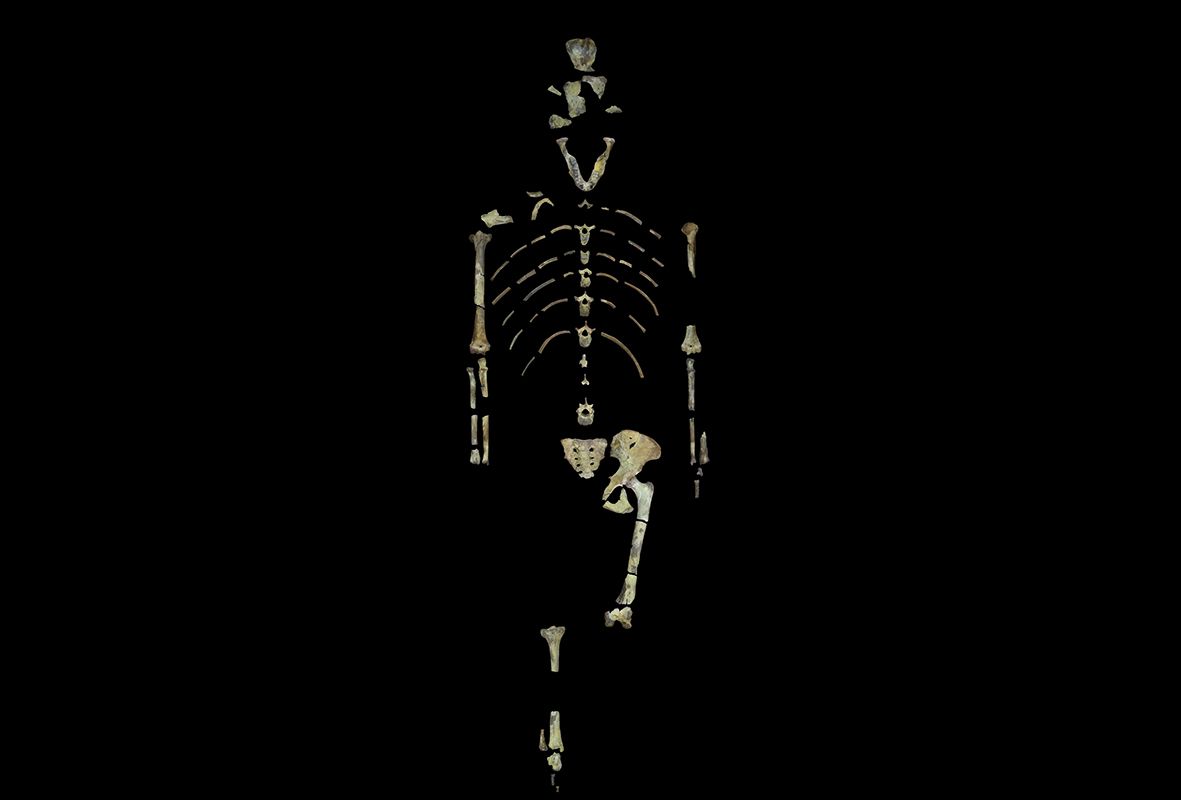 Bipedal Human Ancestor 'Lucy' Was a Tree Climber, Too | Live Science