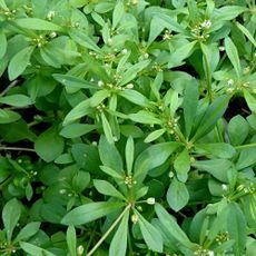 Green weed with tiny white flowers