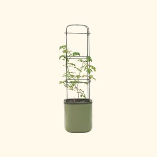 Portable tomato planter with trellis